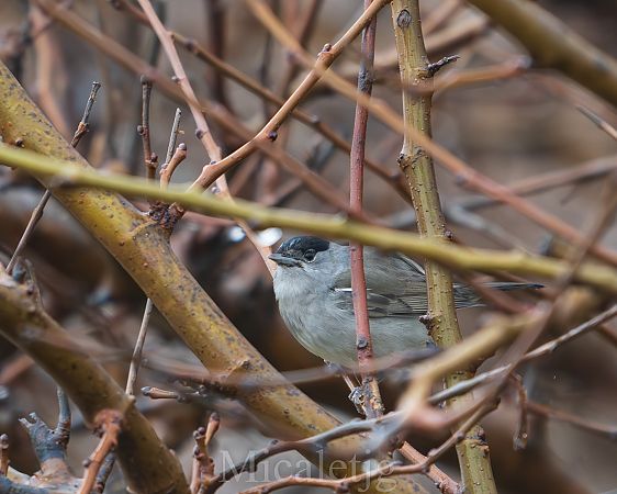 Tallarol de casquet  - Miguel Jodas Gomis