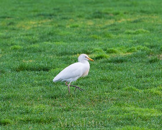 Esplugabous  - Miguel Jodas Gomis