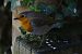 Rougegorge familier (Erithacus rubecula) © Angel Badal