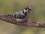 Lesser Spotted Woodpecker (Dryobates minor) © Ricard Busquets