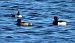 Tufted Duck - Carles Martorell Gendra