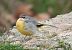 Grey Wagtail (Motacilla cinerea) © Màrius Domingo