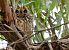 Hibou des marais (Asio flammeus) © Jordi Jover Garcia