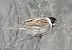 Bruant des roseaux (Emberiza schoeniclus) © Antoni Mariné
