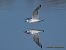 Gavina menuda  - Jordi Massoni