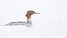 Common Merganser - Eduard Villar