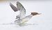 Common Merganser - Eduard Villar
