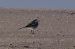 White Wagtail (Motacilla alba) © Andrew Clarke