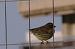 Cirl Bunting (Emberiza cirlus) © Andrew Clarke