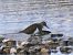 Common Sandpiper (Actitis hypoleucos) © Josep M. Palau Garrabou