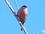 Pico de Coral (Estrilda astrild) © Josep M. Palau Garrabou
