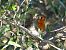 Petirrojo Europeo (Erithacus rubecula) © Josep M. Palau Garrabou