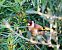 European Goldfinch (Carduelis carduelis) © Miguel Jodas Gomis