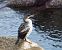 Cormoran huppé (Gulosus aristotelis) © Miguel Jodas Gomis