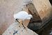 Aigrette garzette (Egretta garzetta) © Miguel Jodas Gomis