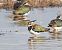 Northern Lapwing (Vanellus vanellus) © Miguel Jodas Gomis