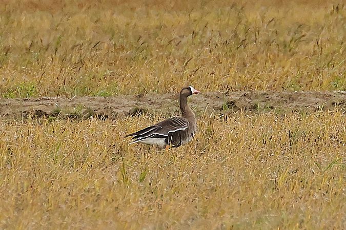 Oca riallera grossa  - Pere Plans