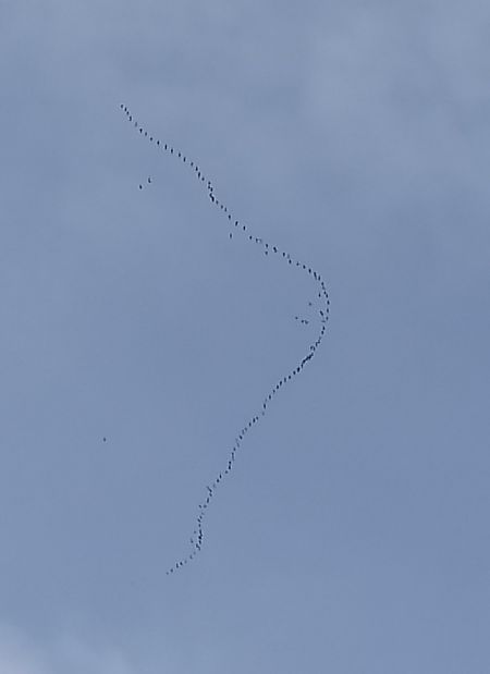 Grua  - Andreu Canut i Font