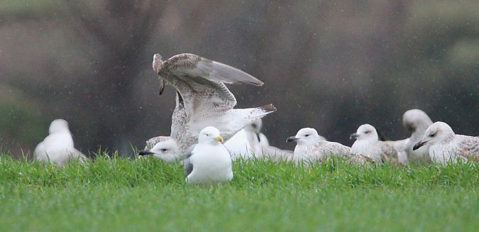 Gavià caspi  - Quim Minoves
