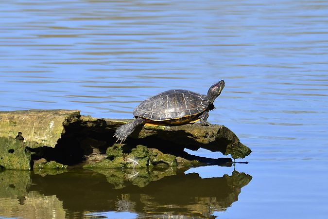 Tortuga d'aigua americana  - Angel Badal