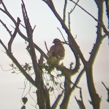 Xoriguer comú  - Bernabé Ortiz Heinz-Senss