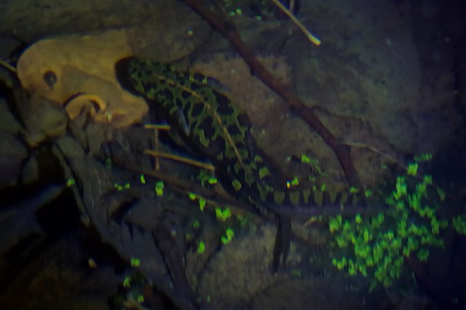 Tritó verd  - Carranza Luciano Siviter