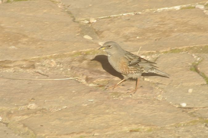 Cercavores  - Eduardo Ramirez Bercero