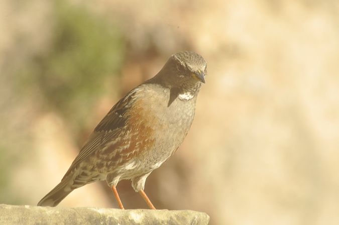Cercavores  - Eduardo Ramirez Bercero