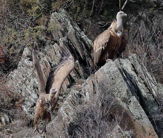 Voltor comú  - Jordi Gavaldà Boladeres