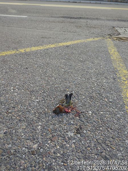 Pinsà comú  - Agents Rurals Alta Ribagorça