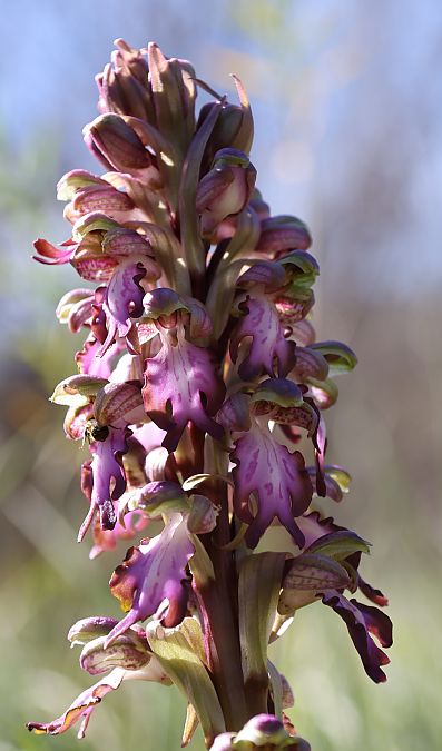 Himantoglossum robertianum  - Ralph Graeser