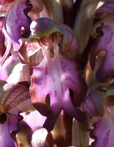 Himantoglossum robertianum  - Ralph Graeser