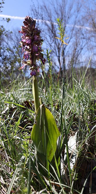 Himantoglossum robertianum  - Ralph Graeser