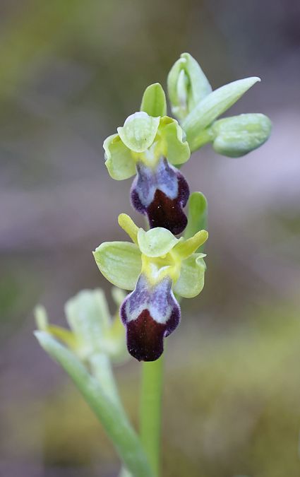 Ophrys forestieri  - Ralph Graeser