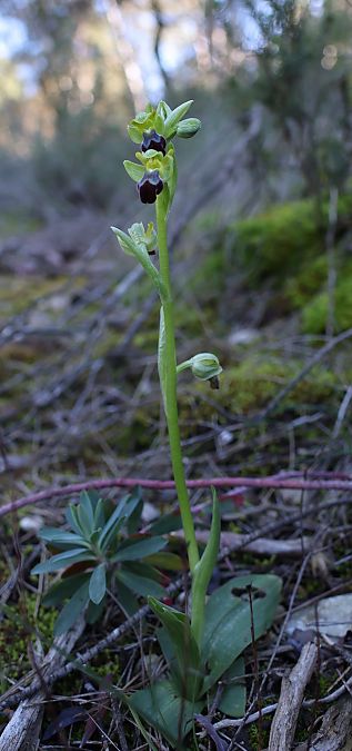 Ophrys forestieri  - Ralph Graeser