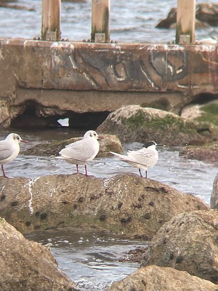 Xatrac becllarg  - Héloïse Colcombet