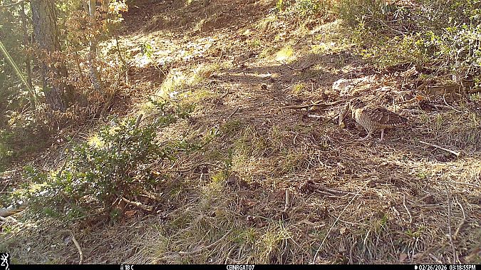 Becada  - Oriol Baena Crespo