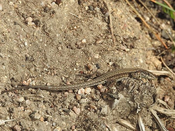 Sargantana iberoprovençal  - Carlos Alvarez-Cros