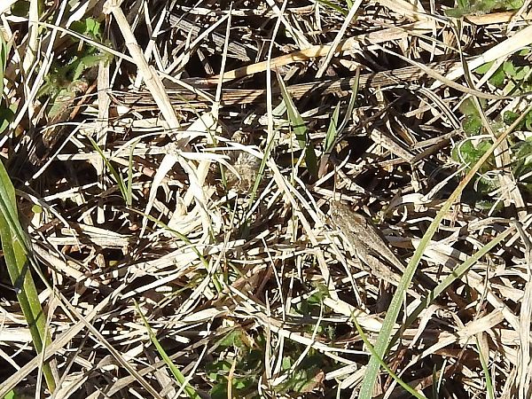 Llagosta d’hivern  - Carlos Alvarez-Cros