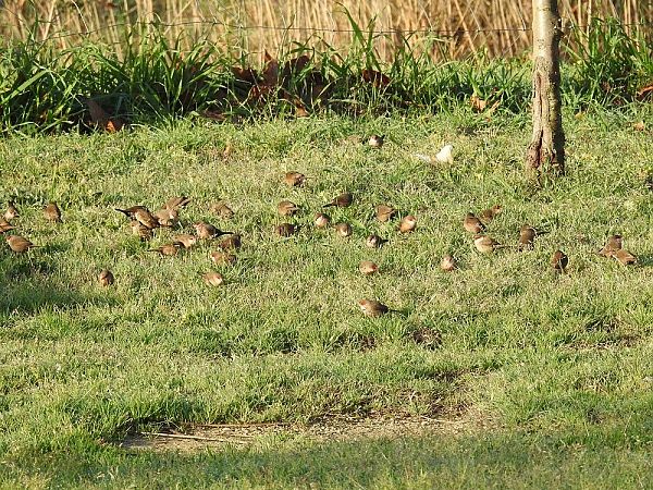 Bec de corall senegalès  - Carlos Alvarez-Cros