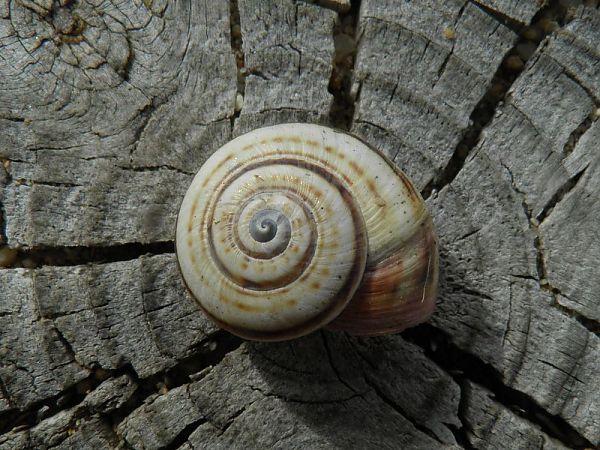 Theba pisana pisana  - Carlos Alvarez-Cros