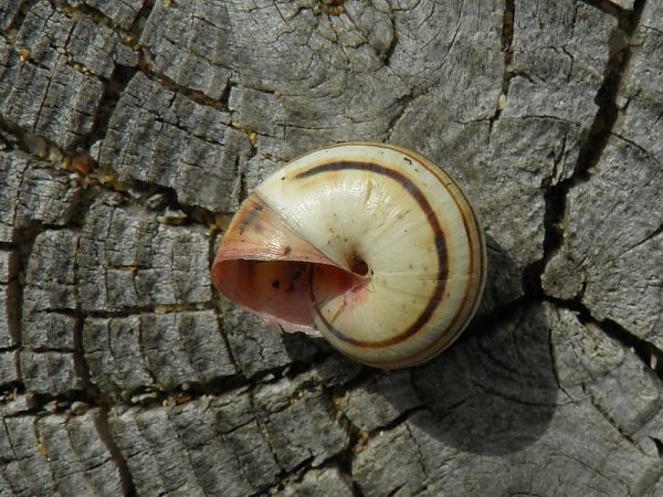 Theba pisana pisana  - Carlos Alvarez-Cros