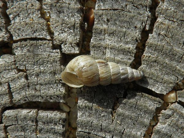Cochlicella acuta  - Carlos Alvarez-Cros