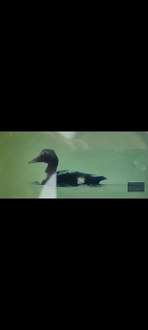 Èider  - Joan Guillamon