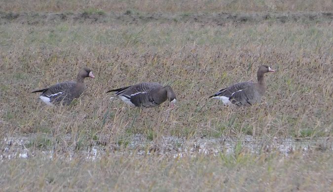 Oca riallera grossa  - Marc Olivé