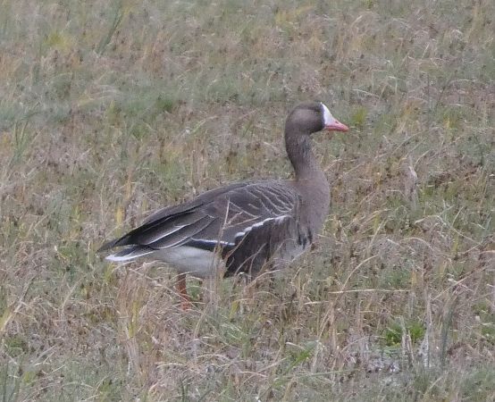 Oca riallera grossa  - Marc Olivé