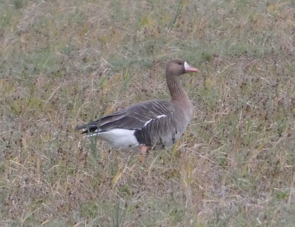 Oca riallera grossa  - Marc Olivé
