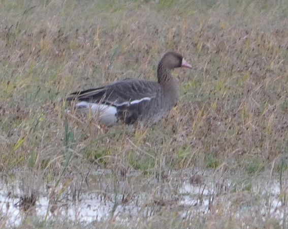 Oca riallera grossa  - Marc Olivé