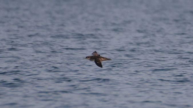 Baldriga balear  - Josep TeixidÓ