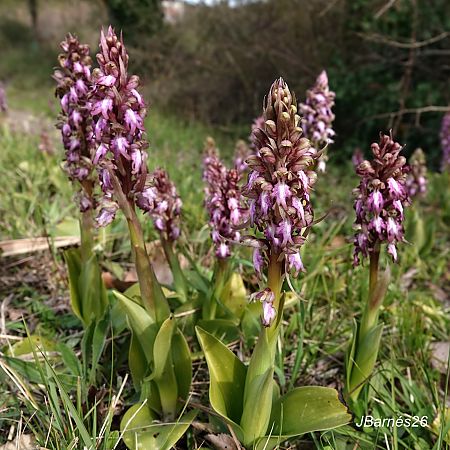 Himantoglossum robertianum  - Pau Barnés